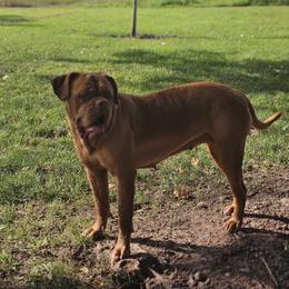 Lu - Dogue de Bordeaux