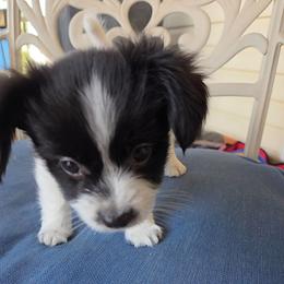 Star - White and black male Papillon puppy in Cedarville, Ohio from Happy Paps