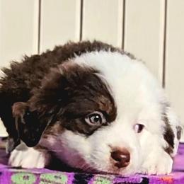 Orange collar girl - Red tri-color female Miniature American Shepherd puppy in Lexington, Kentucky from Deuce's Den