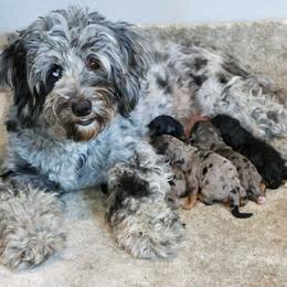 Molly - Bernedoodle