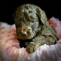 Bernedoodle and Labradoodle Puppies from Delaney Park Doodles