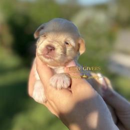 AKC Wheaten Girl 2 - Wheaten female Miniature Schnauzer puppy in Lake Placid, Florida from Love Giver Schnauzers