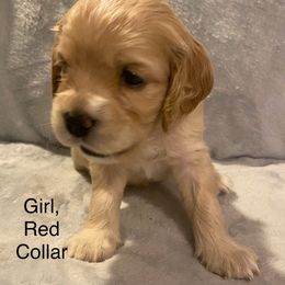 Cocker Spaniel Puppies from Cocker Eclipse In Home Kennel