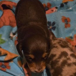 Chocolate chip - Chocolate and tan male Dachshund puppy in Edinburg, Virginia from Hunter Lane Dachshunds
