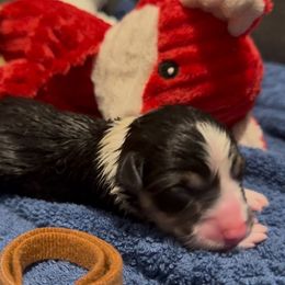 Brown Fox - Black and tan male Pembroke Welsh Corgi puppy in Summerfield, Florida from Promise Land Farm
