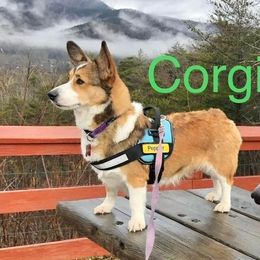 Pepper - Pembroke Welsh Corgi