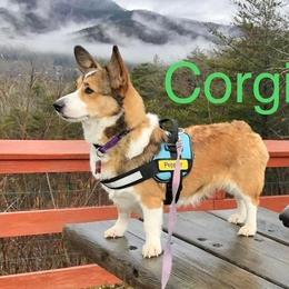 Pepper - Pembroke Welsh Corgi