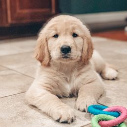 Goldendoodles and Golden Retrievers from Sweet Magnolia Doodles and The Magnolia Golden Retrievers