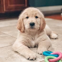 Goldendoodles and Golden Retrievers from Sweet Magnolia Doodles and The Magnolia Golden Retrievers