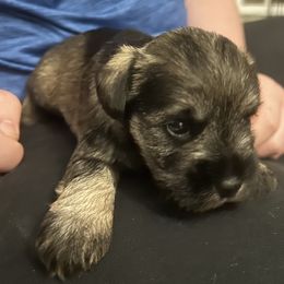 Miniature Schnauzer Puppies from Krystle's Miniature Schnauzers