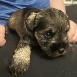Miniature Schnauzer Puppies from Krystle's Miniature Schnauzers