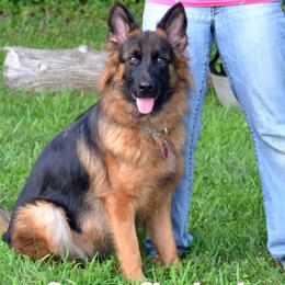 Female 1 - Black and red German Shepherd puppy in Chrisney, Indiana from Indiana German Shepherds