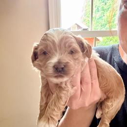 Ash - Buff male Cockapoo puppy in Denver, Pennsylvania from Greenview Puppies
