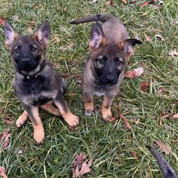 German Shepherd Puppies from Grassroots German Shepherds