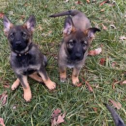 German Shepherd Puppies from Grassroots German Shepherds