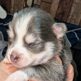 Gruyere - 2500 - Blue female Pomsky puppy in Spring Hill, Florida from www.PuppyTimeEmporium.com