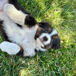 Coal - Black tri male Miniature Australian Shepherd puppy in California from Eagle River Aussies