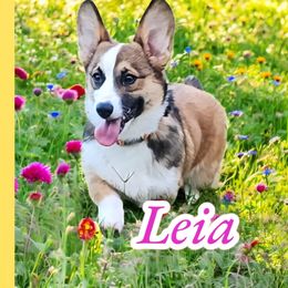 Leia - Pembroke Welsh Corgi
