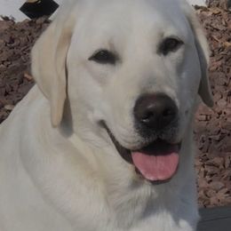 Aspen - Labrador Retriever