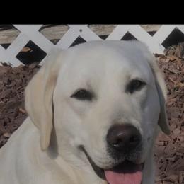 Aspen - Labrador Retriever