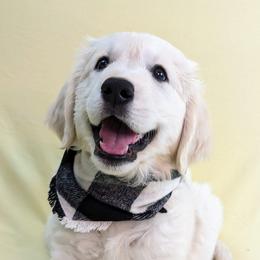 Golden Retriever Puppies from Mountain Sky Goldens   https://youtu.be/30SVQesEtig?si=CMjASv_Tza1VKSNt