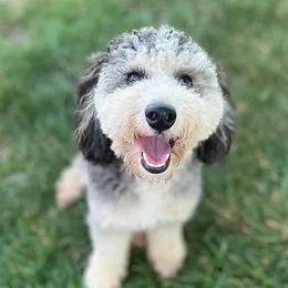 Vera - Bernedoodle
