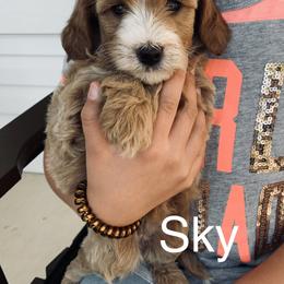 Goldendoodle Puppies from Martin’s Doodles