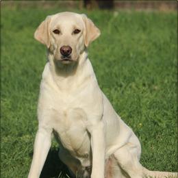 Elsa - Labrador Retriever