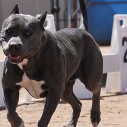 American Bullies from Shock-N-Aw Bullies