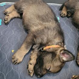 Xena (Orange female) - Sable female German Shepherd puppy in Winchester, Kentucky from Del Lago Canine