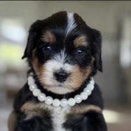 Stezzy - Tri-color female Bernedoodle puppy in Yuciapa, California from AlltheDoodlez_
