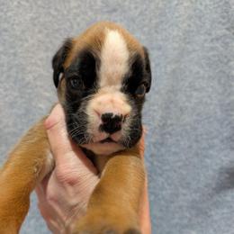Miko - Fawn male Boxer puppy in Campbellsville, Kentucky from Bellbox German Boxers