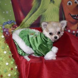 Grace - Black sabled silver female Chihuahua puppy in Gloucester, Virginia from Charlotte's Web of Chihuahuas