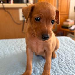 Titus - Red male Miniature Pinscher puppy in Corbett, Oregon from Redhawk Kennels