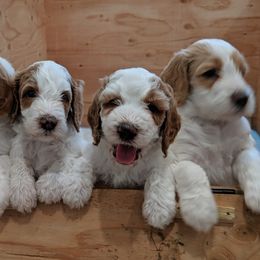 Bernedoodle, Goldendoodle, and Poodle Puppies from Teddy Doodles & Standard Poodles