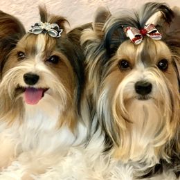 Biewer Terrier Puppies from Bouquet Biewers