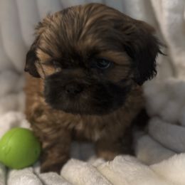 Reuben - Red Shih Tzu puppy in Covington, Georgia from Top Hats 2  Shih Tzu’s