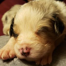 Australian Shepherd Puppies from Ohio Valley Australian Shepherds