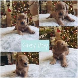 Boys 7 one available only - Apricot male Goldendoodle puppy in Howell, Michigan from Robbin's Treasures