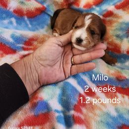 Milo. Boy 2 - Tri-color male Yorkipoo puppy in Fairmount, Indiana from Capens' Doodles,Poodles and Poo's