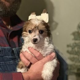 Z man - Black white and tan male Chinese Crested puppy in New Haven, West Virginia from EverCrest