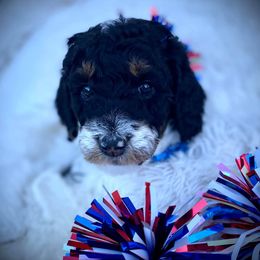 Goldendoodles from Whispering Ridge Doodles