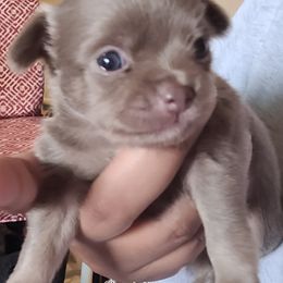 Akita and Chihuahua Puppies from Robinson Rare Chihuahuas & Robinson AKC Akita's