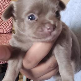 Akita and Chihuahua Puppies from Robinson Rare Chihuahuas & Robinson AKC Akita's