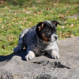 Adora - Blue mottled female Australian Cattle Dog puppy in Buffalo Valley, Tennessee from Buffalo Valley Breeders