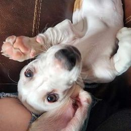 Basset Hound Puppies from Howlin Hounds