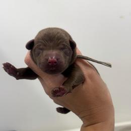 Smoke - Grey Collar - Chocolate male Labrador Retriever puppy in Elloree, South Carolina from Moonlight Kennels LLC