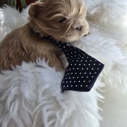 Shih Tzu Puppies from 🩷ViviDreamyShihtzus🩷