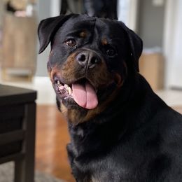 Rottweiler All Grown Up from Von Steinhausen Rottweilers
