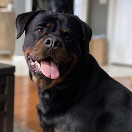 Rottweiler All Grown Up from Von Steinhausen Rottweilers